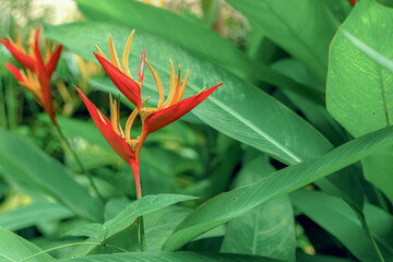 Abstract background with red heliconia flowers and green leaves. Nature and environment concept.