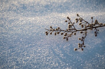 Obraz premium A barren larch twig adorned with tiny cones resting on a shimmering snowy backdrop with empty space for text.