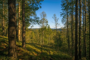 Obraz premium Woodland Scenery