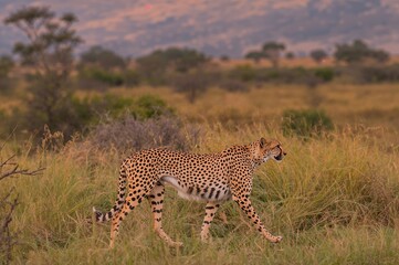 Fototapeta premium A wild cheetah roaming in a vast African savanna