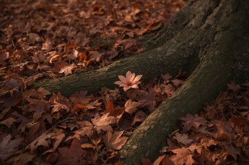 Fototapeta premium Forest floor covered with fallen leaves in autumn