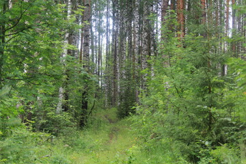 A path in a summer forest