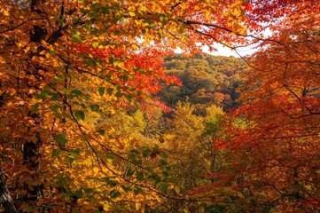 Forest Scene with Autumn Foliage, Background Photo