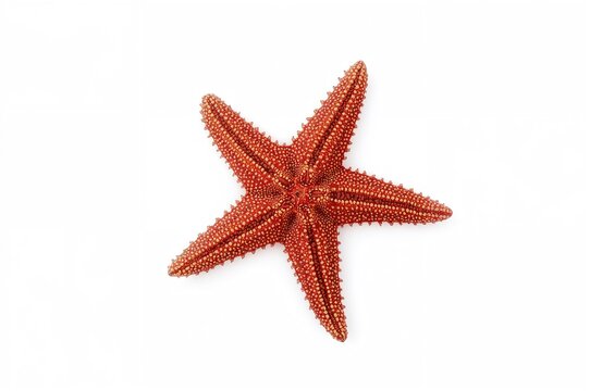 Top view of a dried red starfish on a white backdrop