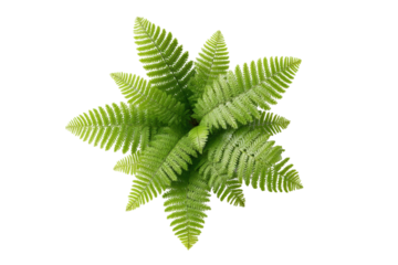 Top view of lush green fern plant against black background, cut out