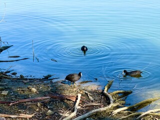 A Eurasian coot swims in a freshwater pond in a public park. Waterfowl in the wild.
