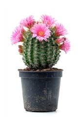 Blooming cactus with flowers in a black pot on white background. Mexican desert plant