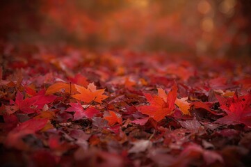 Crimson blossoms scattered in the fall