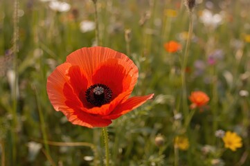 Close-up photograph of a vibrant red poppy flower in a meadow