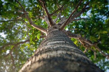Fototapeta premium Detailed view of a tropical tree by the seaside on an island
