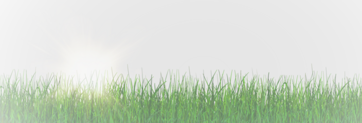 Grass, lawn, grass border isolated on transparent background, vector png. Realistic grass effect on a light background for your design.	
