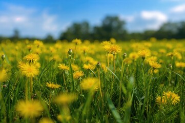 Fototapeta premium Yellow Dandelion Field with Lush Green Surroundings