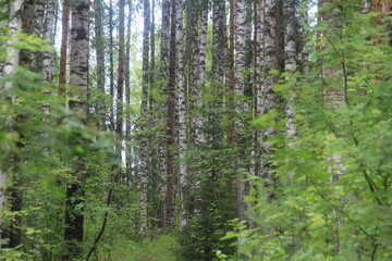 Fototapeta premium trees in the forest