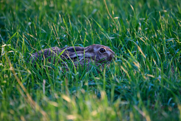 hare hiding in the grass