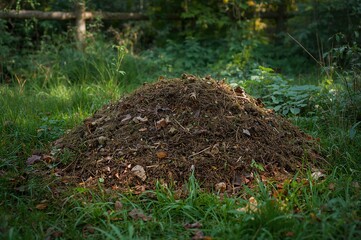 Fototapeta premium Attractive organic compost pile in a forest permaculture setting
