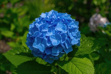 Detailed view of a bright blue hydrangea blossom surrounded by rich green foliage under natural sunlight, highlighting the charm of springtime flora.