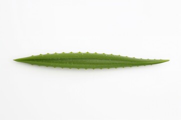 Naklejka premium Green aloe vera leaf isolated on white