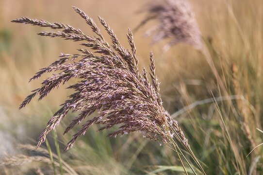 Cynodon dactylon, commonly known as Bermuda grass or Vilfa stellata plant