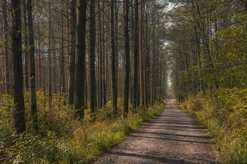 Obraz premium Summer woodland scenery with sunlit trees and a rural path