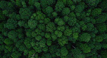 An aerial top-down drone view of a lush, dense green forest canopy.