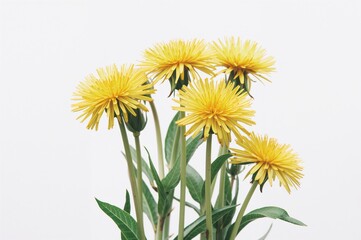 Yellow dandelion blossoms on a plain white backdrop