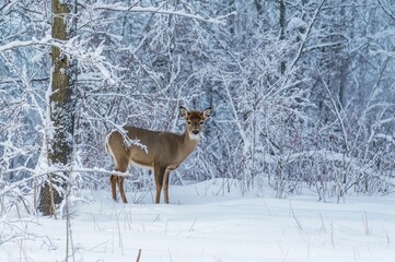 Obraz premium Winter Scene with Deer