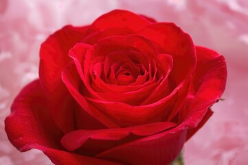 Obraz premium Detailed view of crimson rose petals. Botanical backdrop for narratives, screen backgrounds, and wallpapers.