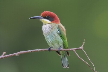 Chestnut-crowned bird from the bee-eater family Meropidae