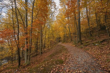 Fototapeta premium A serene trail lined with vibrant foliage and scattered leaves welcomes a calm walk.