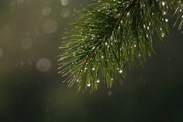 A radiant evergreen twig adorned with sparkling raindrops, illuminated by sunlight, highlights the serene charm of a verdant woodland.