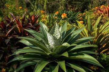 Obraz premium Outdoor bromeliad plants thriving in a garden setting