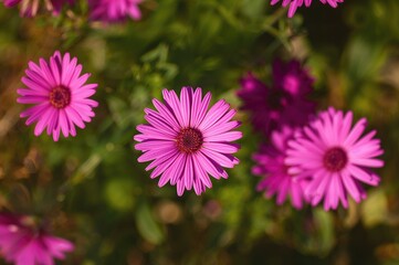 Fototapeta premium Close-up of a vibrant pink Aster Amellus on a sunny afternoon with a soft-focus green foliage backdrop