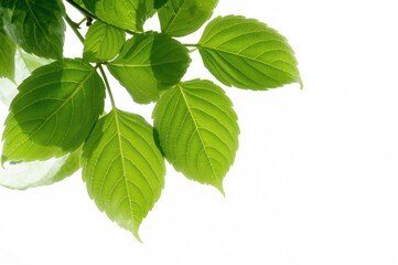 Vibrant green foliage isolated on a plain white backdrop, showcasing the essence of spring and summer in nature