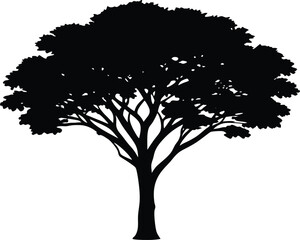Fototapeta premium Acacia Tree Silhouette Illustration | Acacia Tree Vector Design