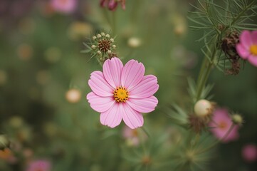 Obraz premium Cosmos: Herbaceous Perennials and Annuals in a Floral Garden Setting