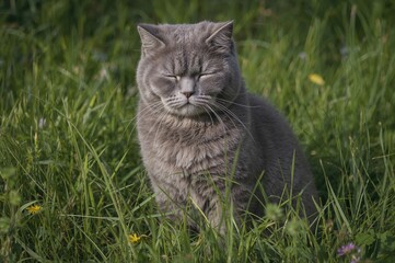 Gorgeous gray feline relaxing on lush greenery
