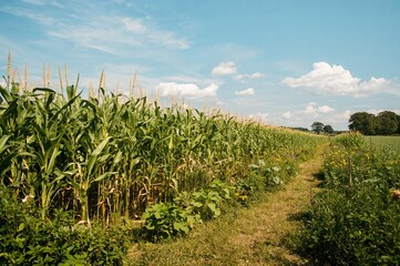 Obraz premium Corn cultivated on agricultural land