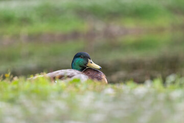 drake mallard duck resting in the grass