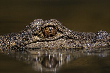 Fototapeta premium Close-up view of the eye of a small caiman species with water reflection