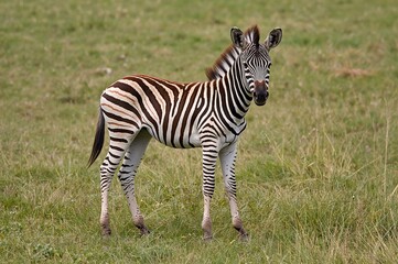 A foal of the biggest wild equid species, notable for its height, large ears, and distinctive striped pattern among zebras, is highly endangered.