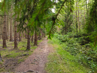 A dirt path in the middle of a forest with lots of trees