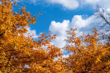 Golden fall foliage under a clear azure sky with soft clouds