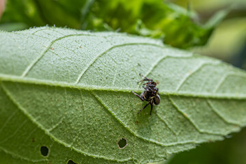 little black jumping spider on a leaf looking up