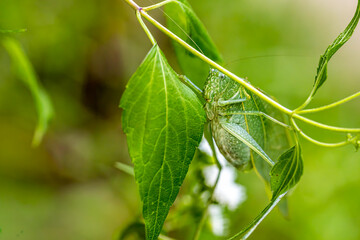 katydid camouflage