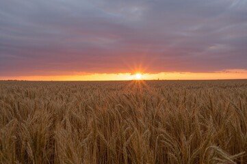 Breathtaking sunset over a golden wheat field under a vibrant cloudy sky