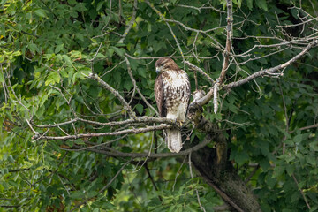 red tailed hawk hunting from a tree