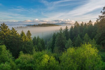 Lush green foliage among ancient spruce, fir, and pine trees in a woodland setting. Misty morning light illuminating coniferous trees on a slope.