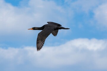 Winter day flight of a cormorant against a clear blue sky