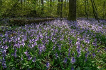 Fototapeta premium Bulbous perennial Hyacinthoides non-scripta creating a carpet on the forest ground