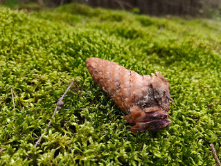 A pine cone laying on a moss covered ground
